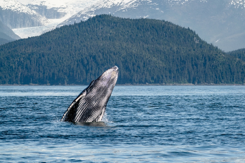 Whale watching is one of the best things to do in Juneau AK