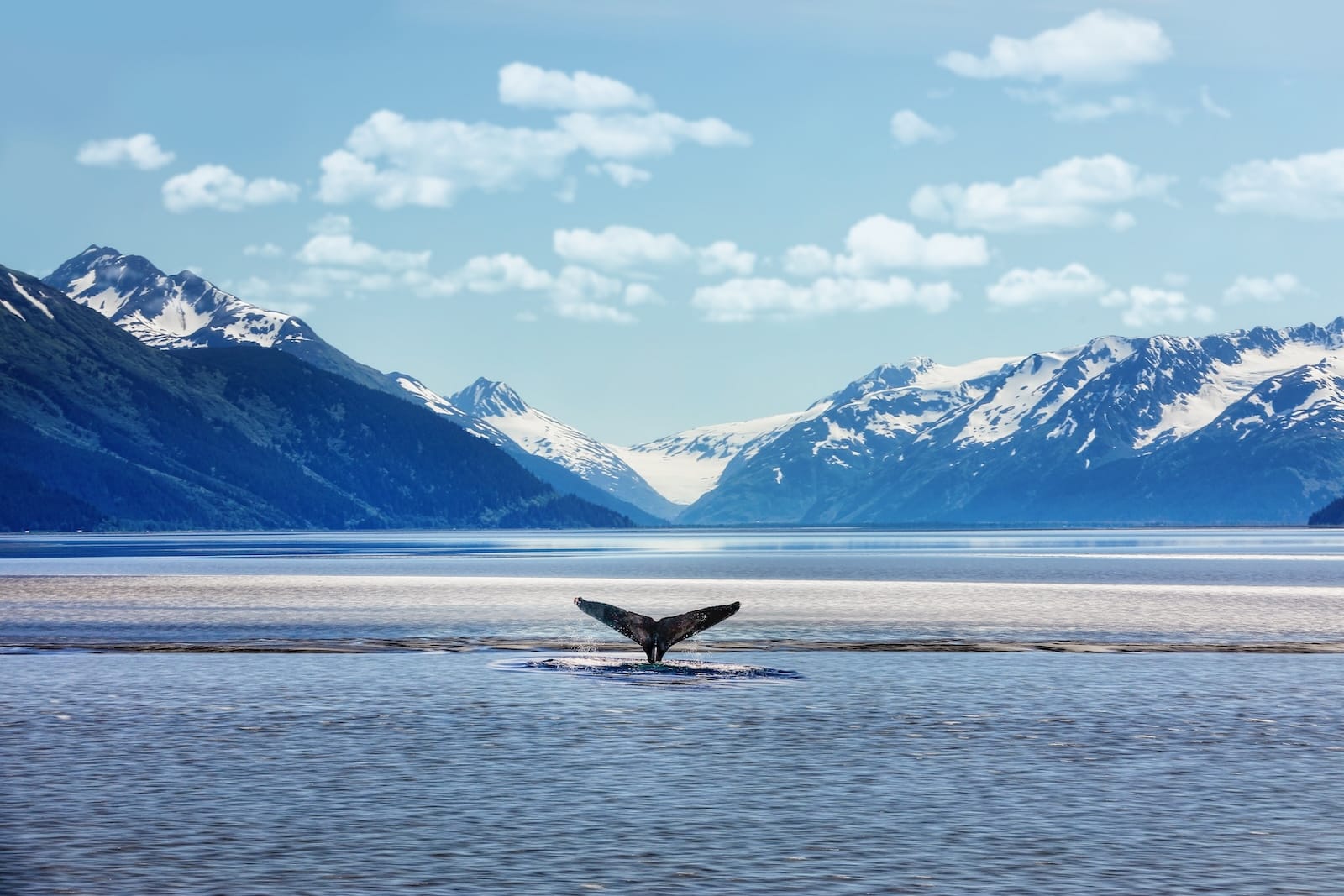 What to Know About Whale Watching in Juneau 1 Humpback whale tail with icy mountains backdrop Alaska, heading for whale watching in Juneau this year